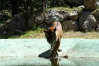 Tigre 2 Tigre 2