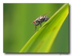 Mosca Mosca