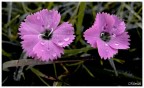 Fiori Fiori