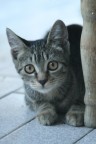 micia.. micia..