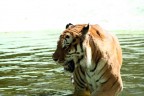 Tigre 3 Tigre 3
