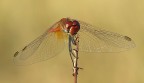 red hot dragonfly red hot dragonfly
