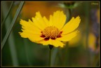 Flower #3 Flower #3