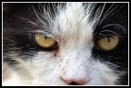 Macro gatto Macro gatto
