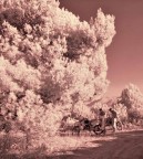 Mi sto appassionando all' enduro con i miei amici...solo non mi preoccupano i miei quarantanni, ma i venti della mia Honda 125 XL...la st� distruggendo.
Minolta dimage7 + filtro Hoya R72