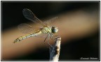 Il primo amore non si scorda mai. Libellula Il primo amore non si scorda mai. Libellula