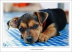 Io ti voglio bene... e tu? Io ti voglio bene... e tu?
