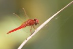 Prima macro Prima macro
