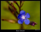 Blue Dream Blue Dream