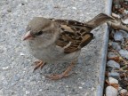 Passero Passero