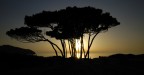 silouette silouette