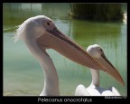 Pelecanus onocrotalus Pelecanus onocrotalus