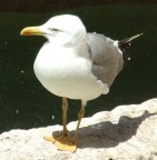 Gabbiano Gabbiano