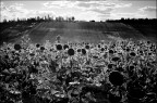 girasoli in controluce girasoli in controluce