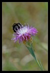 Nascondiglio Nascondiglio