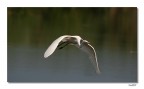 Volo libero Volo libero