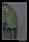chicca chicca