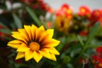 amo il giallo amo il giallo