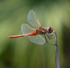libellula rossa 8