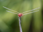 libellula rossa 11