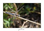 equilibrista equilibrista