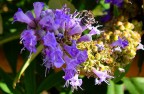 ape tra i fiori ape tra i fiori