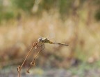 libellula libellula