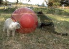 giochi giochi