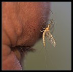 il pircing di mangiafuoco..