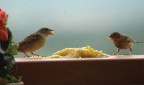 gordi mangiapolenta gordi mangiapolenta