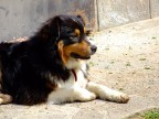 Pastore del Bernese Pastore del Bernese