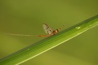 Effimera nel verde