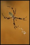 Argiope bruennichi