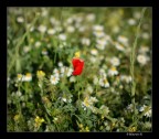 solitario solitario