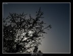 Sole tra i rami Sole tra i rami