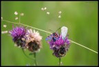 il fiore più buono il fiore più buono