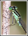 libellula macro libellula macro
