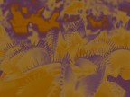 Psychedelic meal Psychedelic meal