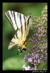 Iphiclides Podalirius Iphiclides Podalirius