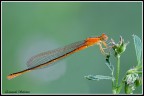 Piccola libellula arancione