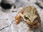 :Frog: :Frog: