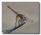 Libellula 5 Libellula 5