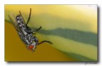 Mosca Mosca