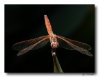 libellula 7