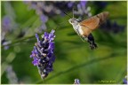 Macroglossum stellatarum - Falena Colibrì Macroglossum stellatarum - Falena Colibrì