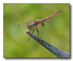 libellula 15 libellula 15