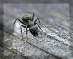 formica formica