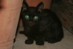 macchia nera.. macchia nera..
