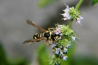 Vespa#5 -Acchiappato al fiore di menta-