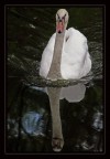 Cigno Cigno